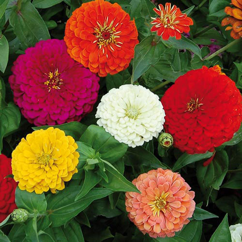 Zinnia - Benary Mix - 4 pack