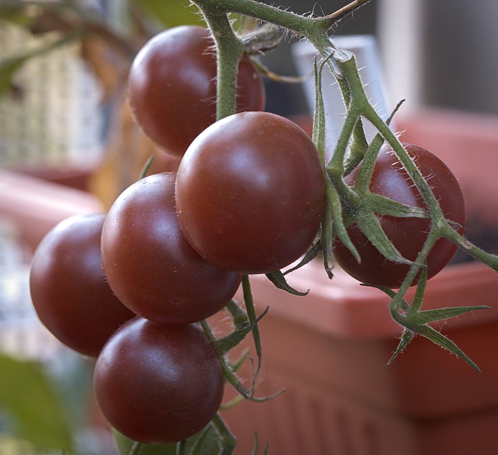 Tomato - Black Cherry