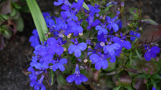 Lobelia - Marine Blue Trailing - 4-pack