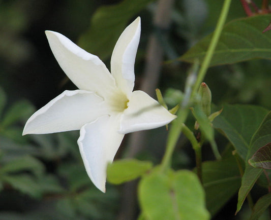 Mandevilla - Chilean Jasmine- 4" Pot