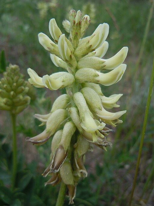 Canadian Milkvetch- Astragalus canadensis- MN Native