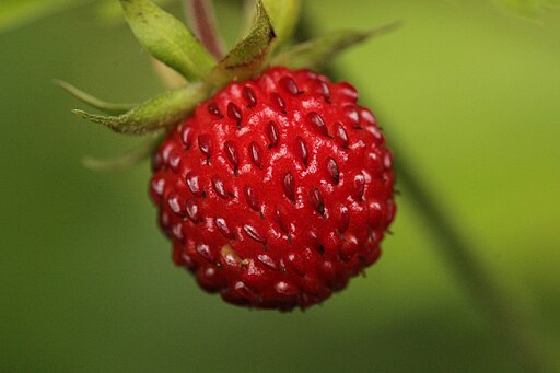 Wild Strawberry- Fragaria virginiana- MN Native