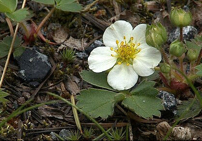 Wild Strawberry- Fragaria virginiana- MN Native