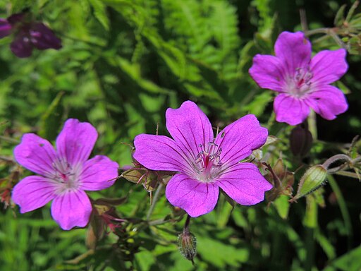 Blood Geranium - Sanguineum f. nanum