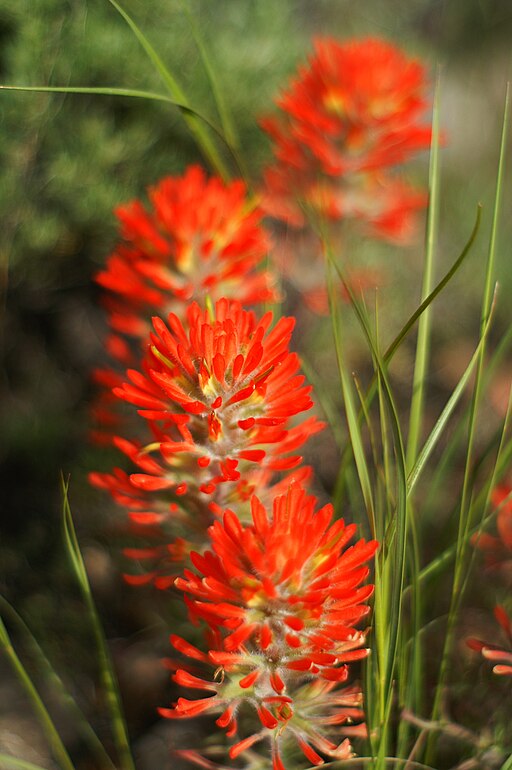 Indian Paintbrush - Castilleja coccinea - MN Native