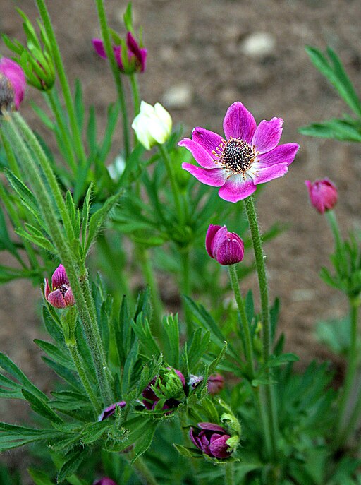 Anemone Multifida -'Rubra'