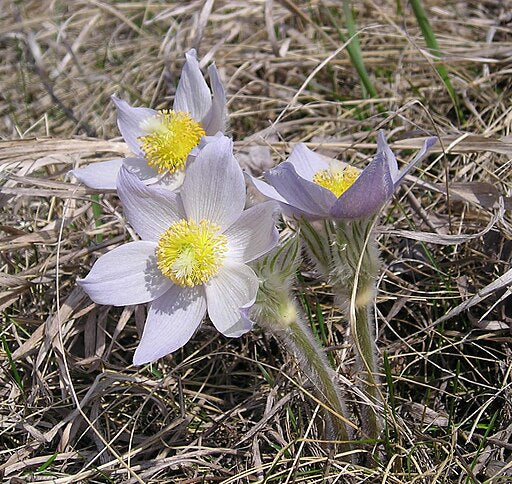 Pasque Flower - Anemone patens- MN Native