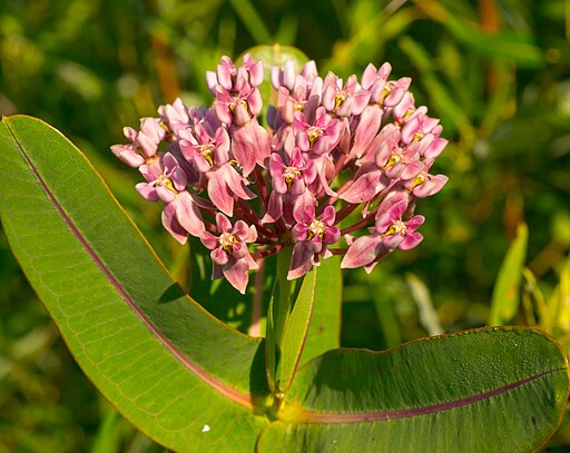 Sullivant's Milkweed- Asclepias sullivantii - MN Native