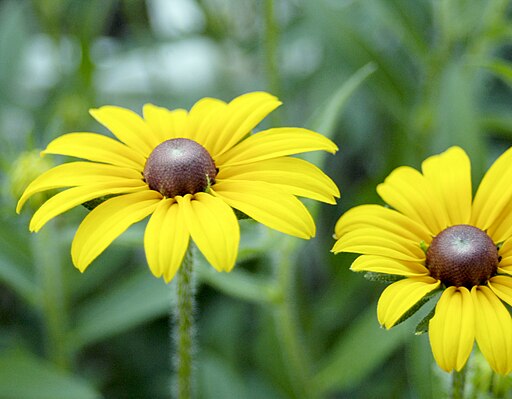 Black-eyed Susan - Rudbeckia hirta - MN Native