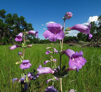 Large-Flowered Beardtongue - Penstemon grandiflorus- MN Native