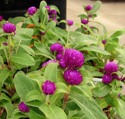 Gomphrena - Purple Gnome - 4 pack