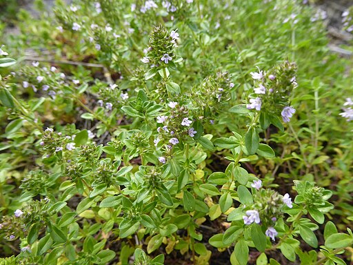 Thyme, Creeping -Thymus serpyllum