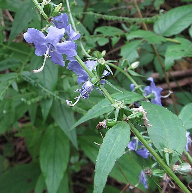 Tall Bellflower - Campanula americana - MN Native – Northern Lights ...