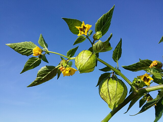 Tomatillo - Toma Verde - 2 plants