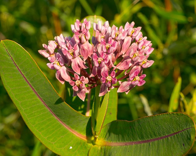 Butterfly Lover - MN Native Pollinator Pak- 6 Native plants