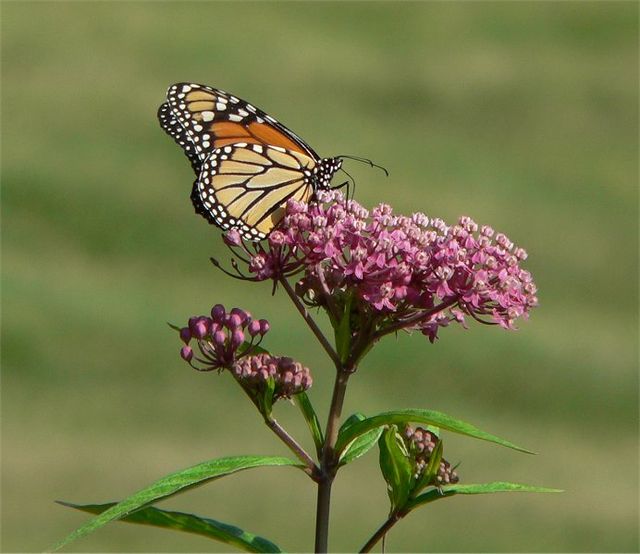 Butterfly Lover - MN Native Pollinator Pak- 6 Native plants