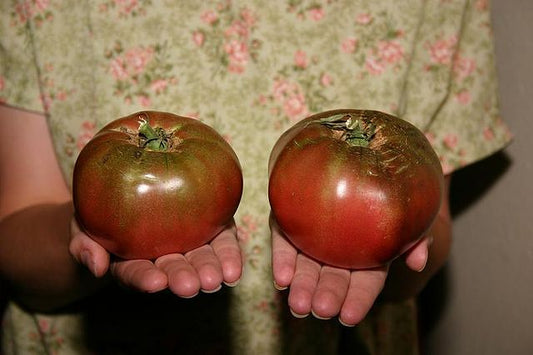 Tomato - Cherokee Purple - Solanum lycopersicum- Heirloom