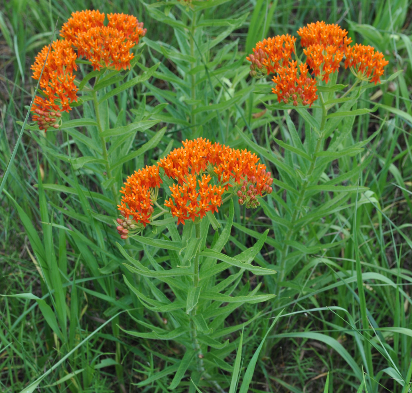 Butterfly Weed -Asclepias tuberosa - MN Native
