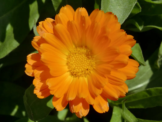 Calendula - Alpha- 4 pack