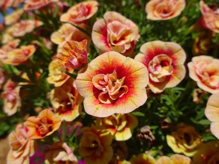 Million Bells - Calibrachoa - Minifamous Neo Double Orange Tastic - 4" pot