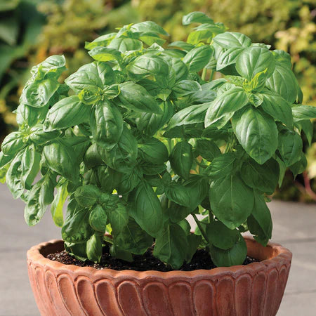 Basil - Dolce Fresca