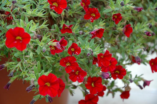 Million Bells - Calibrachoa - Cabaret Bright Red - 4" pot