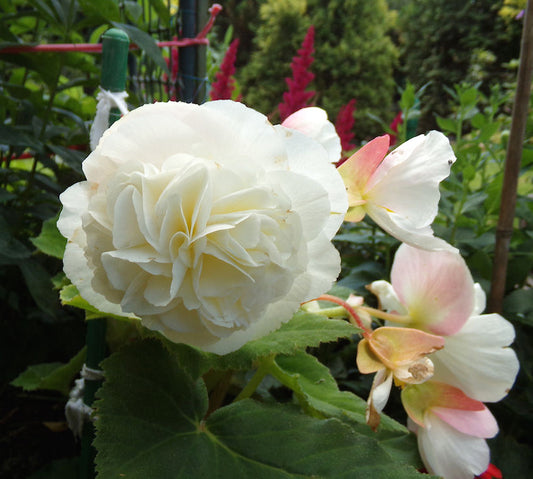 Tuberous Double Begonia, White – Shade/Part Shade - 3.5 in pot