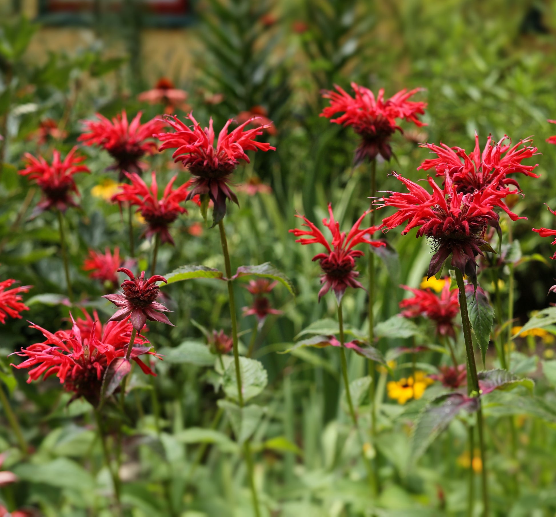 Red Bee Balm - Monarda didyma - Panorama Red Shades – Northern Lights ...