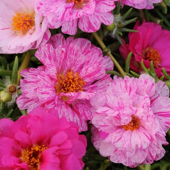 Moss Rose- Portulaca- Sundial Peppermint- 4 pack