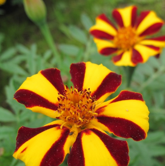 Marigold - Mr. Majestic - 4 pack