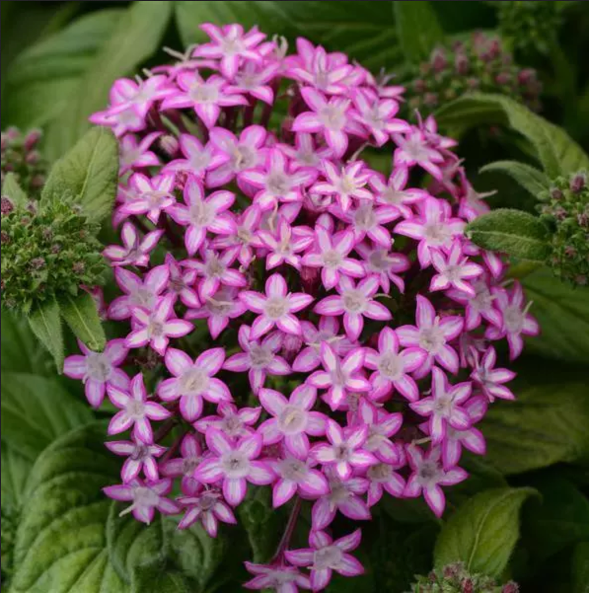 Pentas - Butterfly Glitterati Purple Star - 3.5 in pot