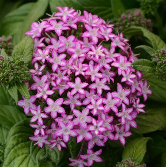 Pentas - Butterfly Glitterati Purple Star - 3.5" pot