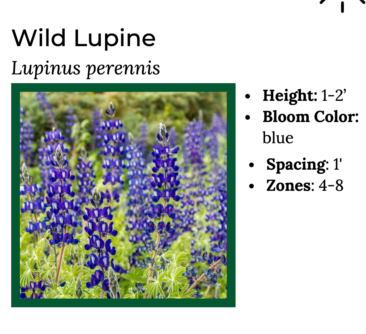 Wild Lupine- MN Native