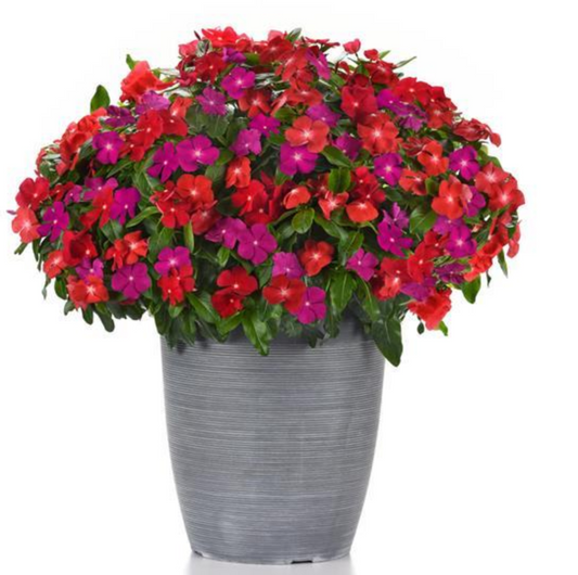 Vinca - Pacifica Bold Mix - 4 pack