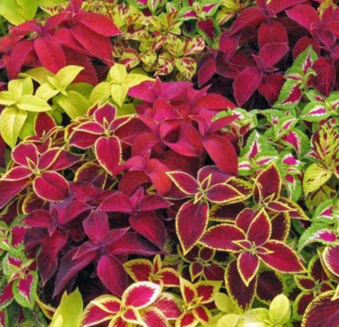 Coleus - Fairway Mix - 4 Plants