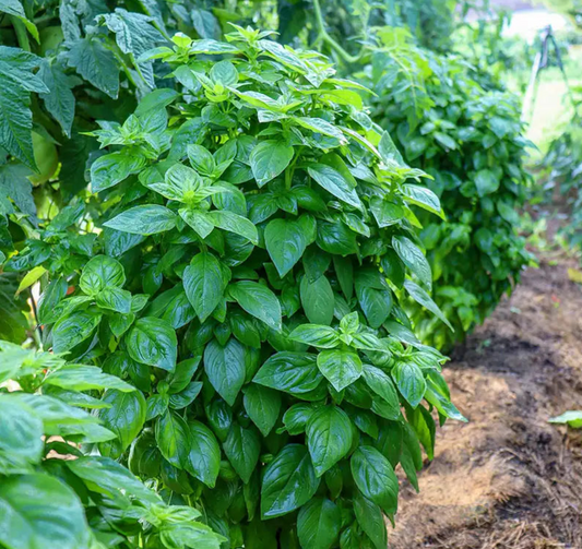 Basil - Everleaf Emerald Towers