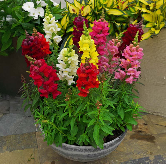 Snap Dragons- Sonnet Mix- 4 pack