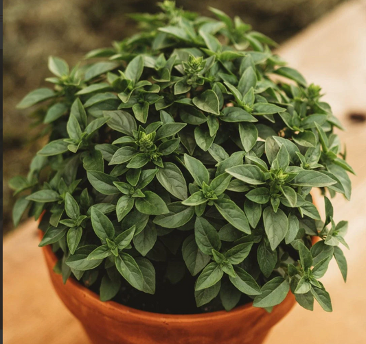 Basil - Basil Spicy Globe