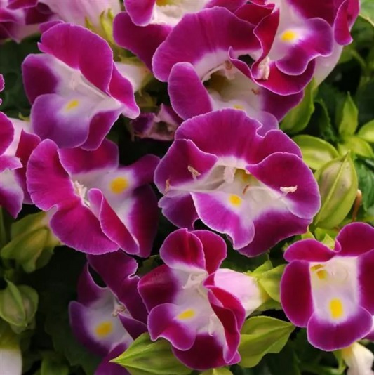 Torenia - Kauai Magenta- 4 pack