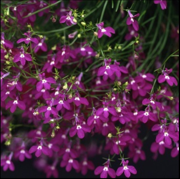 Lobelia - Fountain Crimson - 4 pack