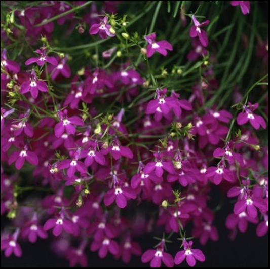 Lobelia - Fountain Crimson - 4 pack