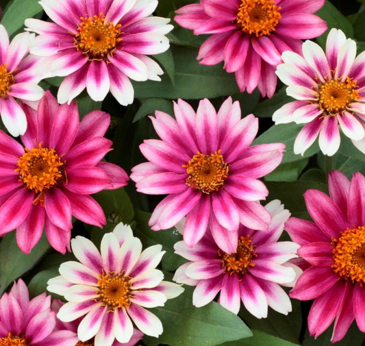 Zinnia Profusion Cherry Bi-color - 4 pack