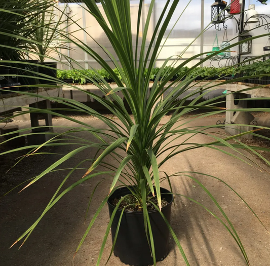 Spikes - Dracaena- 4" pot