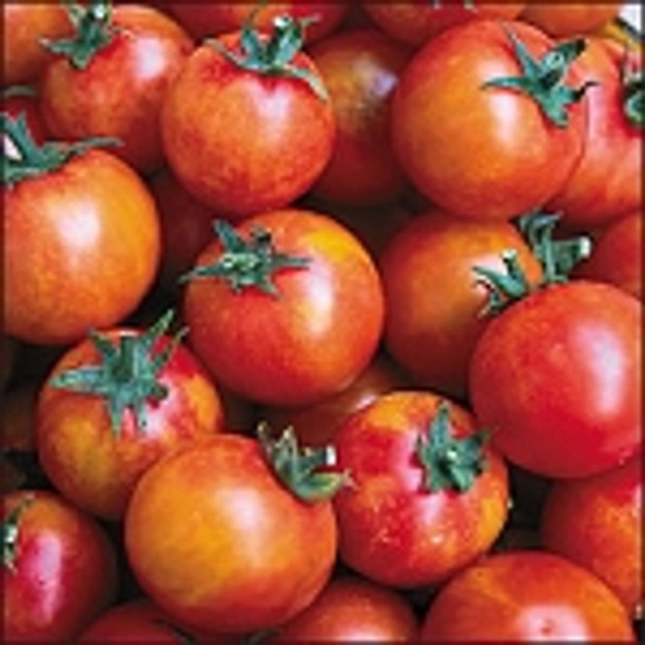 Tomato - Isis Sweet Cherry