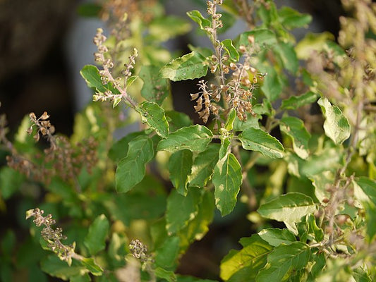 Basil- Kapoor Tulsi- Organic