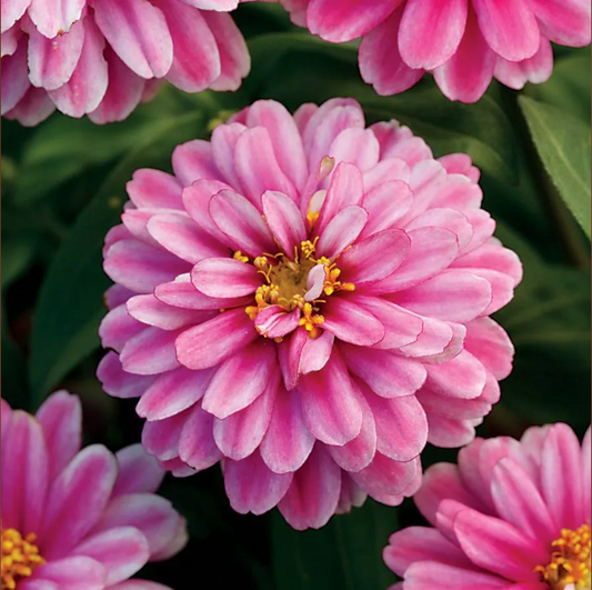 Zinnia - Zahara™ - Double Raspberry Ripple- 4" Pot