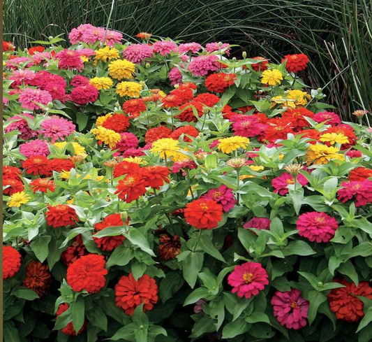 Zinnias Magellan Mix - 4 pack