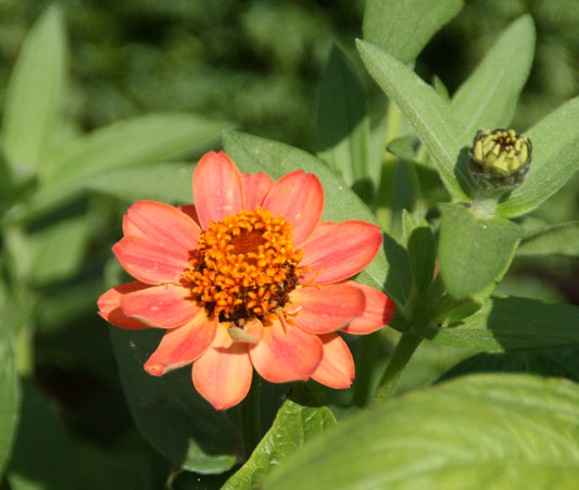 Zinnia Profusion Apricot - 4 pack