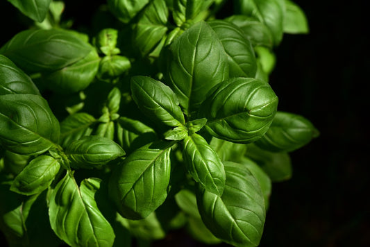 Basil - Lemon