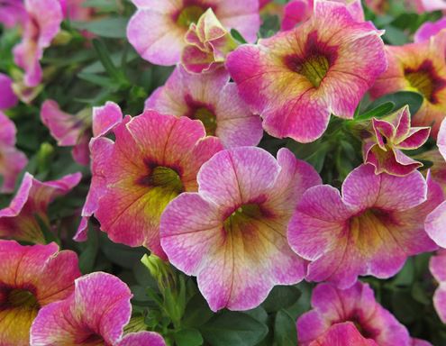 Million Bells - Calibrachoa- Cha-Cha Diva Hot Pink - 4" pot